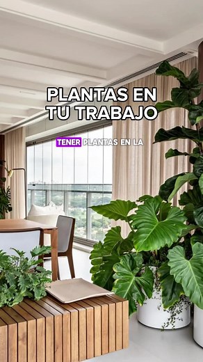 Plantas ideales para oficinas con poca luz
