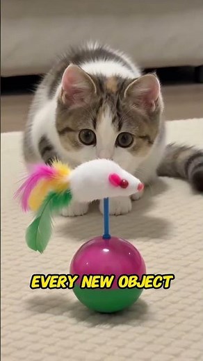 Why Kittens Are Curious About Everything | The Science Behind a Kitten's Endless Curiosity