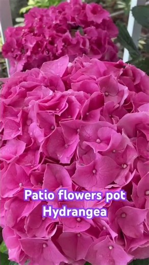 Hydrangea small patio flowers pot big blooming in pink. #containergardening