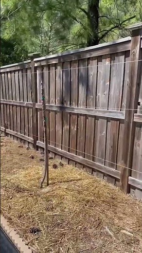 This Is The BEST Way To Grow FRUIT TREES In Small Yards