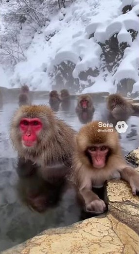 Japan Snow Monkeys Enjoy Hot Spring – Cute Viral Moment Melts the Internet