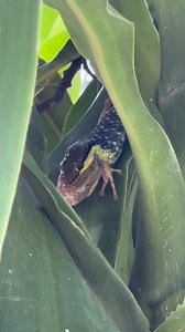 3.1K views · 62 reactions | snake encounter eating frog  #snake #carlzminz #haveaniceday | Carlz Minz | Facebook