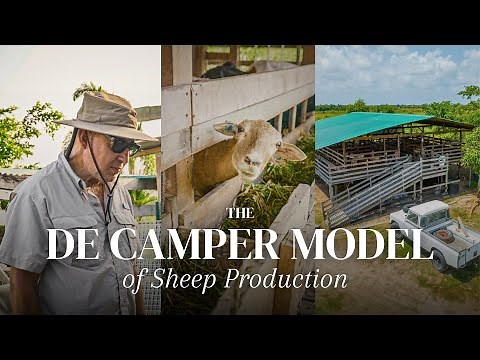 Modern Sheep Farming in Guyana | THE DE CAMPER MODEL