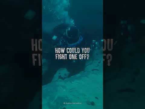 What to know about surviving a leopard seal encounter