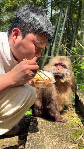 Xingxing: I advise you to eat it for me quickly. #monkey #animal #cute #funny #fyp