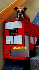 Dog Elevator 🐶