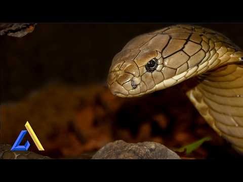 Dare to Focus with Snake ASMR – Deep Work Now