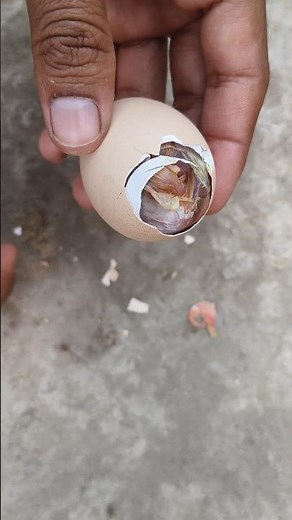 Helping hatching baby chick#mianinventions