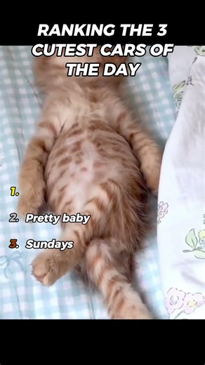 RANKING THE TOP 3 CUTEST CATS OF THE DAY #cat #cutecats