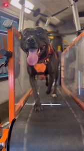 5.7K views · 161 reactions | 2025- the year of the fitness goals...