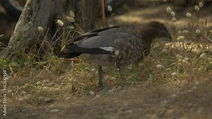 Australian Wood Duck Foraging For Food In Grass