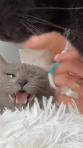 How to Safely Cut Your Cat's Claws