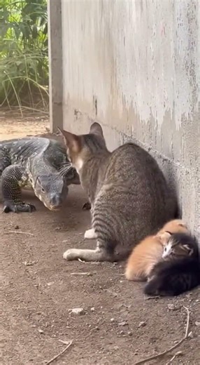 Fearless Cat Battles Monitor Lizard to Protect Kittens #backflip #zoomoments #funny #animals #cute