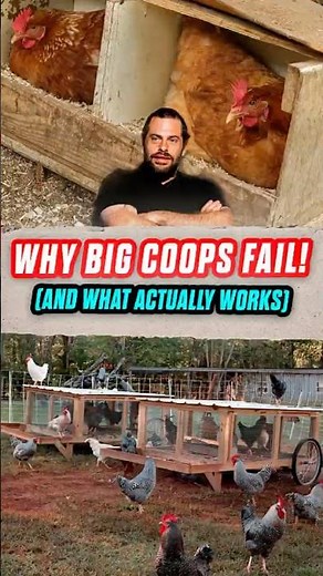 Your Chicken Coop Design Is Probably Wrong
