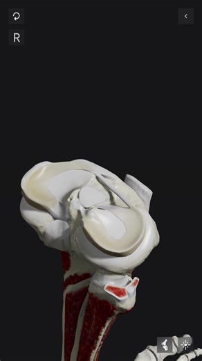 113K views · 1.3K reactions |  Ever wondered how the meniscus...