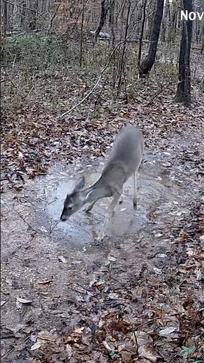 Adorable Fawn Playing in a Rain Puddle | Peaceful Morning Wildlife Video #shorts