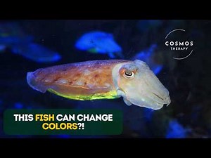 Cuttlefish Documentary | Nature’s Most Intelligent Sea Creature