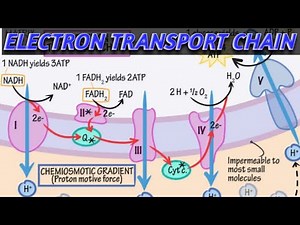Electron transport chain