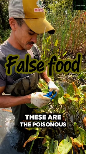 Green Arrow Arum’s native name is “Tuckahoe” 😅 #lifeinsurancesavesthebay #baylife | Bay Life Brokerage