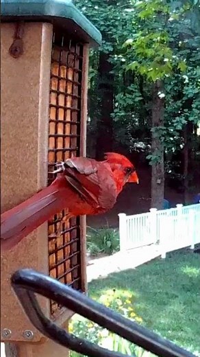 Brilliant Red Cardinal Caught Snacking at the Suet Feeder