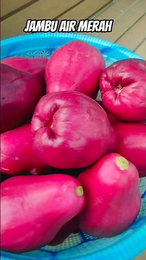 Jambu Jamaika #food #fruit #jambu #guava #jambuair #buahbuahan #buah #buahjambu #jambujamaika