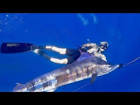 Spearfishing Striped Marlin New Zealand.