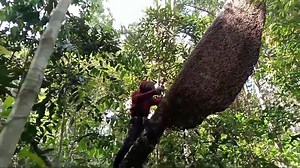 pulau terluar sentralnya lebah raksasa #panenfyp #panenlestari #panenraya | Ismail Madu Rupat