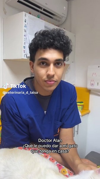 Alimentos de la mejor calidad para tu gato: consejos y recomendaciones