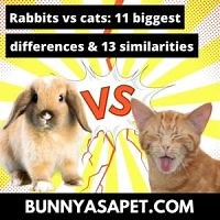 Rabbits vs Cats: 11 Biggest Differences & 13 Similarities (2023)