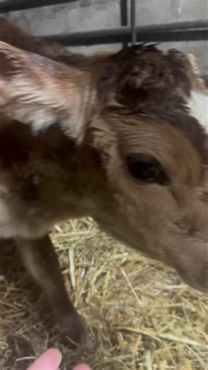 Say hello to our first baby of 2026! America did so well with her first calf. It is a little heifer with a white spot just like her mama! What a perfect and beautiful miracle! Thank you God! Now for just the right name to go with her mama’s…… | Peaceful Hills Farm