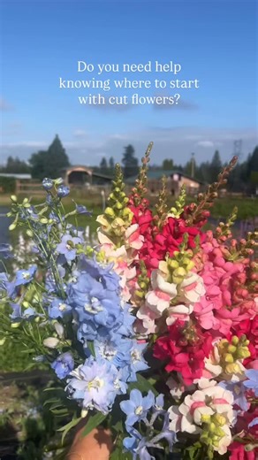 Cattle & Cut Flowers - Kelsey on Instagram: "Do you need help knowing where to start with cut flowers? Cattle & Cut Flowers FREE Cut Flower Gardeners Guide to Understanding, Sowing, and Growing Flowers from Seeds Can Help You Get Started! Are you dreaming of growing cut flowers this year but feeling unsure about: What seeds to plant? When to start seeds? How to plant them? When to plant them? As a farmer and professional cut flower grower, I’ve been teaching people how to grow their own cut flow