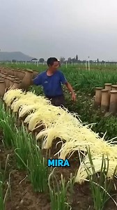 Mira la inteligencia de los agricultores chinos | Datos insanos
