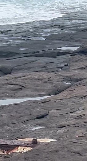 Kangaroo Swims At Bawley Point || ViralHog