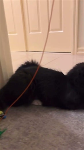 Ladies man ☺️☺️ #cat #catvideos #funny #catshorts #cute #catlife #kitten #cats #catlife #catmemes