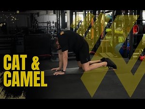 Cat and Camel Stretch | Improve Spine Mobility and Core Stability!
