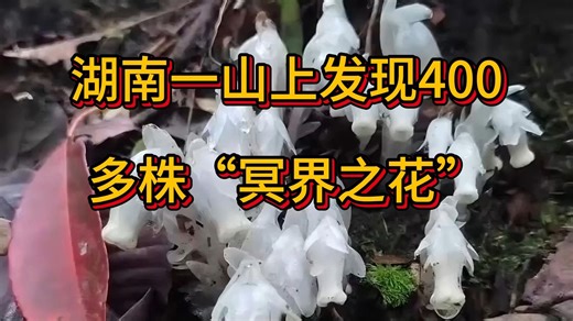 湖南一山上发现400多株“冥界之花”，湖南邵阳南山国家公园