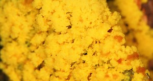 Growing computer chips from slime mould and bacteria