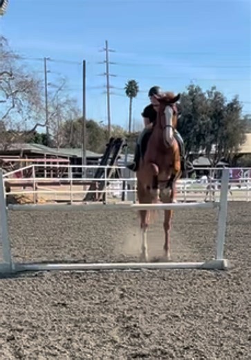 Mastering Show Jumping Techniques for Beginners