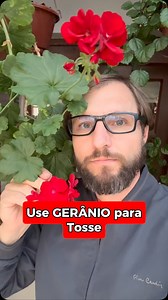 O gerânio pode ser usado para ajudar a aliviar a tosse, principalmente através do seu óleo essencial. O óleo de gerânio tem propriedades anti-inflamatórias e pode ajudar a acalmar a irritação na garganta e nas vias aéreas, segundo um artigo da Nativa Ecocosméticos. Além disso, o aroma do óleo de gerânio pode ser usado em inalações para melhorar a respiração e o bem-estar, de acordo com um artigo da Acqua Aroma. Como usar o óleo de gerânio para aliviar a tosse: Inalação: Adicione 1-2 gotas do óle