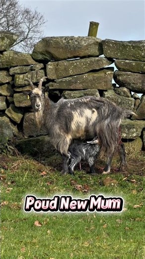 First New Born On Farm 2026 - It’s a Boy