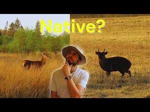 A breakdown of all British Deer