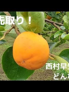 最も早く収穫できる柿、西村早生柿ってどんな柿？
