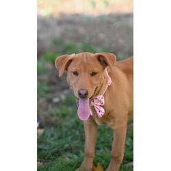 Medfield, MA - Labrador Retriever. Meet Sahara a Pet for Adoption - AdoptaPet.com