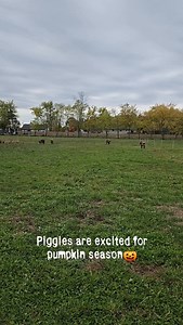 These sows are very excited that it is pumpkins season! They got moved to a closer section of pasture with a long section of fence to make it easier for everyone to feed them their pumpkins! Everyone is excited for the fall season!🍂 #pumpkins4piggies #sows #pigs #pigsofinstagram #heritagebreed #heritagebreedpigs #heritagepork #pasturepigs #pasturepigsarehappypigs #familyfarm #niagarafarms #farmingfamily #communityinvolvement #communityevents #smithville #smithvilleontario #caistorcentre #lincol