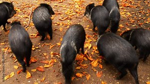 collared peccary (Pecari tajacu)