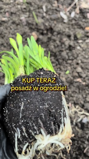 Pro tip dla leniwych: posadź żonkile!
