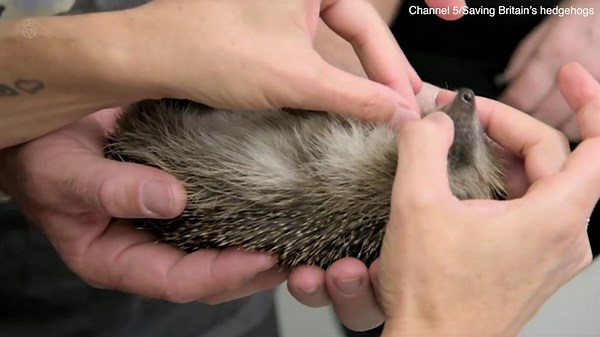 Sleeping hedgehog makes the cutest snoring sound