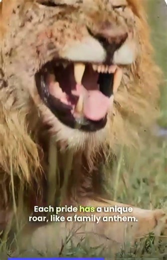 comment your thoughts about lion