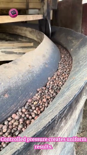 ROASTED GRAIN ROLLING MACHINE — compression rollers transform kernels into uniform flakes #Food