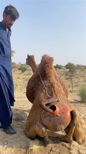 أسقط الجمل هوجي قدرًا كبيرًا من بين ساقيه، وكان ذلك منظرًا غريبًا